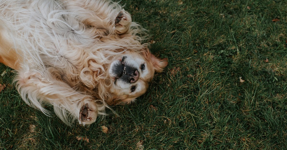 Yes, Your Dog Can Get Sunburned. Here’s What to Know