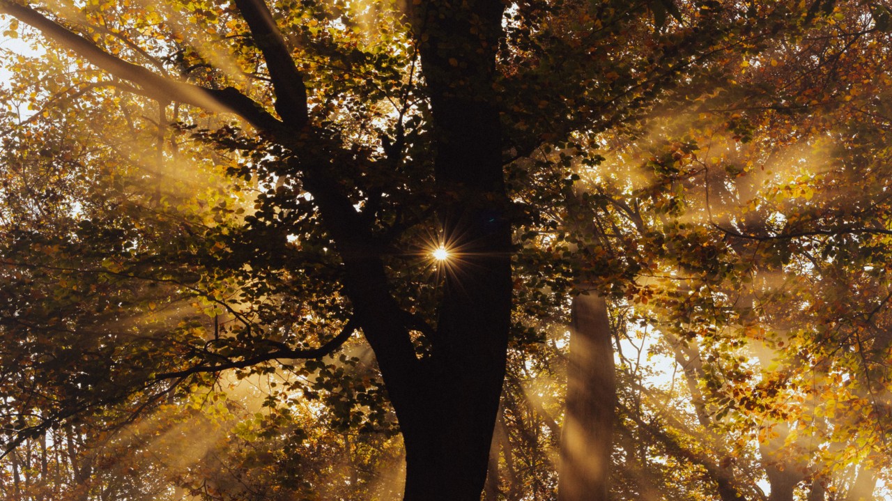 Armed With Hope, We Will Rise Like the Sun