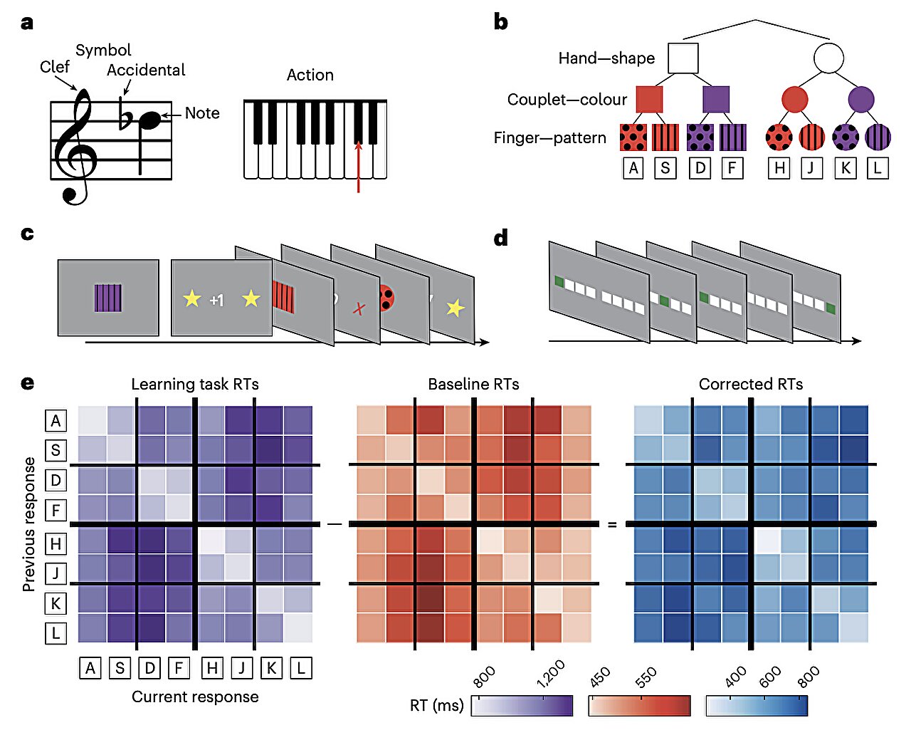 Brain organizes visuomotor associations into structured graph-like mental schemes, study finds
