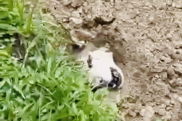 Bangkok Post – Siberian Husky rescued after being buried alive in Phuket