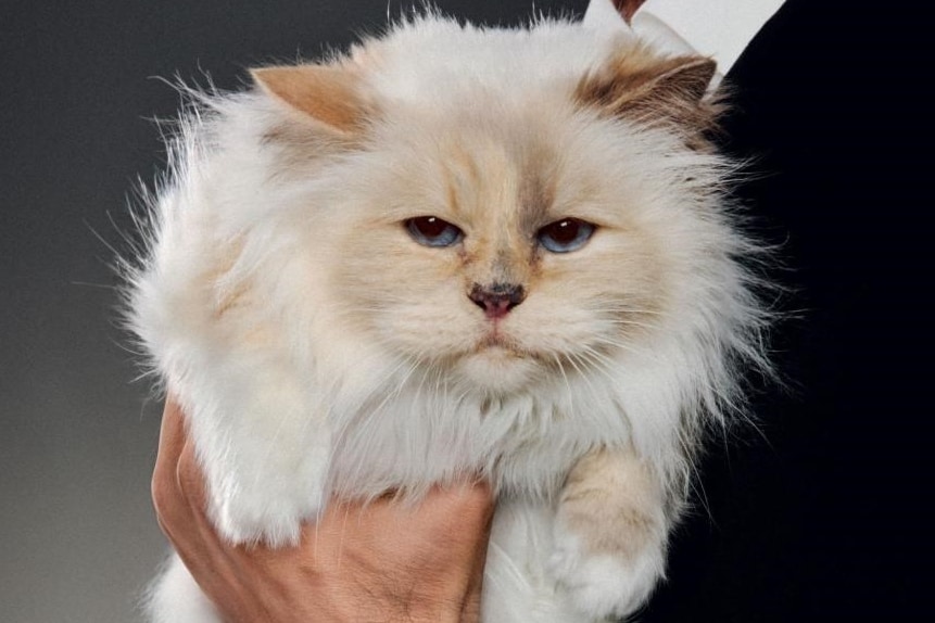 Karl Lagerfeld on Choupette | AnOther