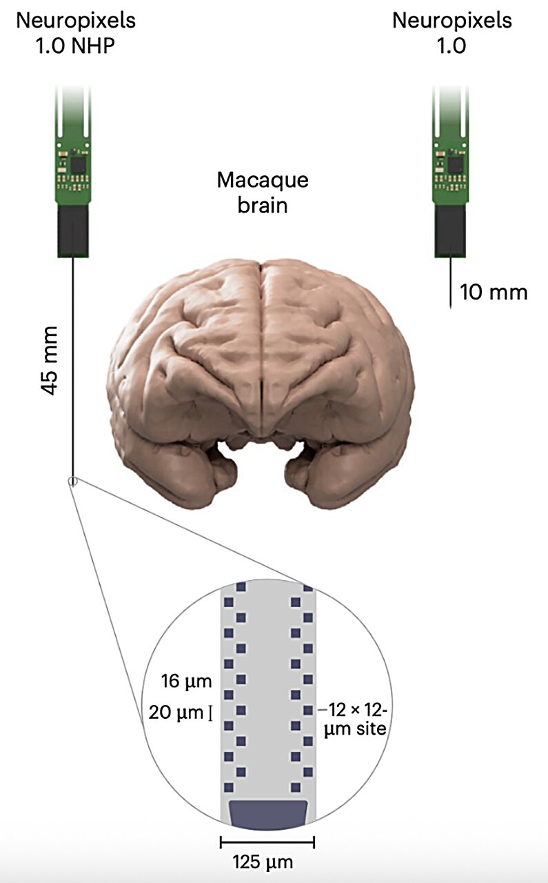 Probe reliably records activity of large neuron populations in brains of non-human primates